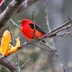 Do Scarlet Tanagers Eat Oranges?