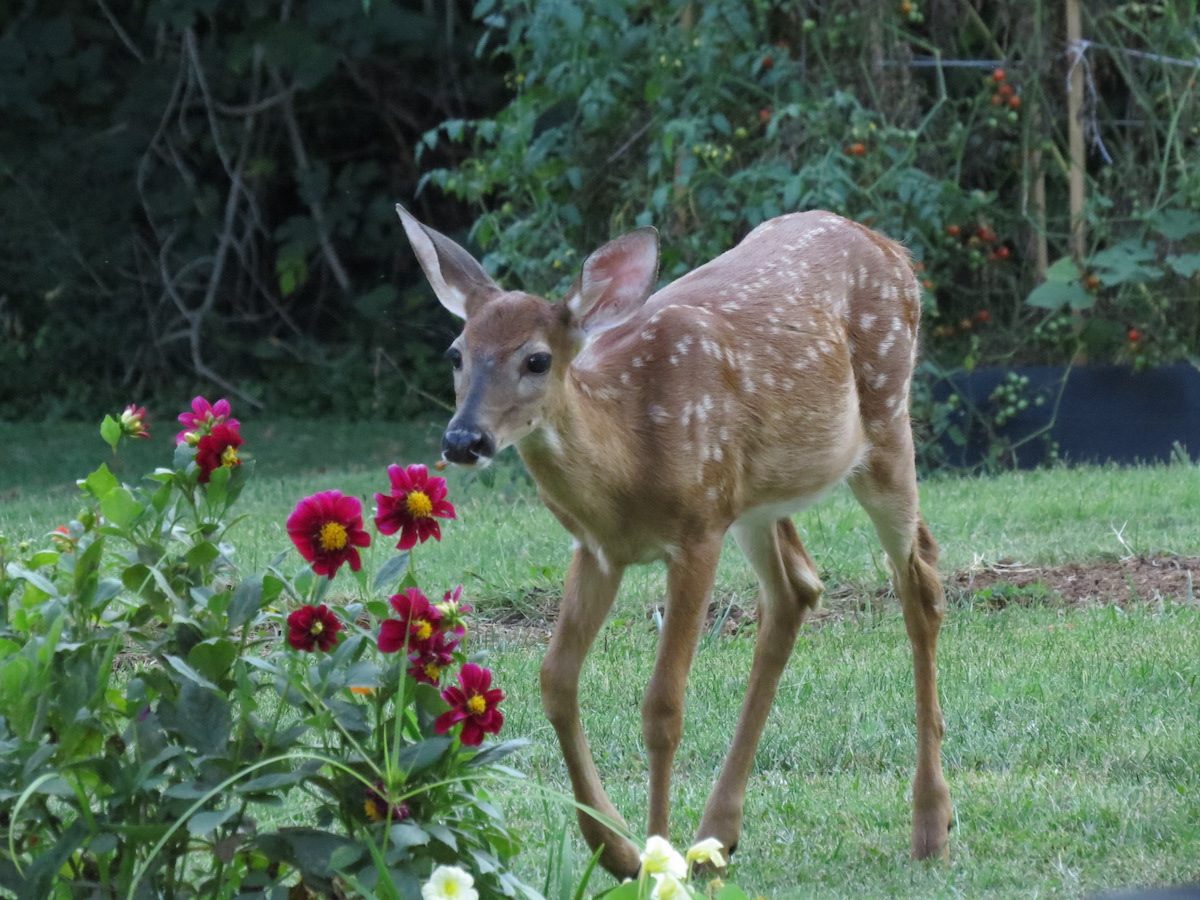 Deer Resistant Plants and Deer Deterrent