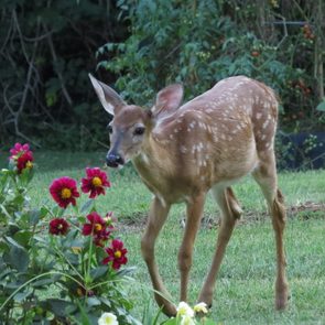 deer resistant plants homemade deer deterrent