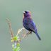 How to Identify a Varied Bunting