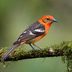 All About Flame-Colored and Hepatic Tanagers