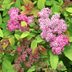 Pollinators Love Double Play Spirea