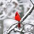 25 Simply Stunning Cardinal Bird Pictures