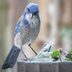 Meet the Jays: 8 Types of Jays You Should Know