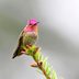 Identify and Attract an Anna's Hummingbird