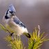 18 Beautiful Blue Jay Photos You Need to See