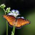 3 Butterflies That Look Like Monarchs