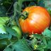 14 Top Tomato Growing Tips for the Ultimate Crop