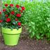 Top 10 Best Flowers for Growing in Pots