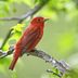 Identify and Attract a Summer Tanager