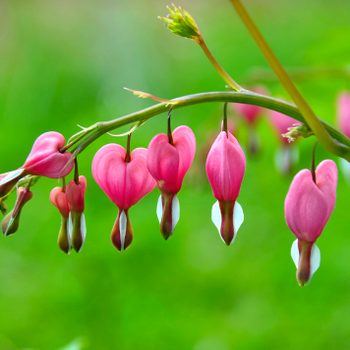 A bleeding heart plant in a lush garden.