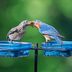 9 Easy Tips for Feeding Birds in Summer