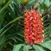 Grow Tropical Ginger Lily for Late-Season Flowers