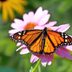 11 Fascinating Monarch Butterfly Facts