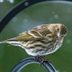 Pine Siskin vs Goldfinch: How to Tell the Difference