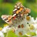 Top 10 Butterfly Host Plants to Attract Pollinators