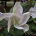 Plant Fragrant Moonflower to Attract Moths