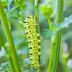 What Type of Caterpillar Eats Parsley Plants?