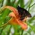 Where Do Butterflies Go When It Rains?