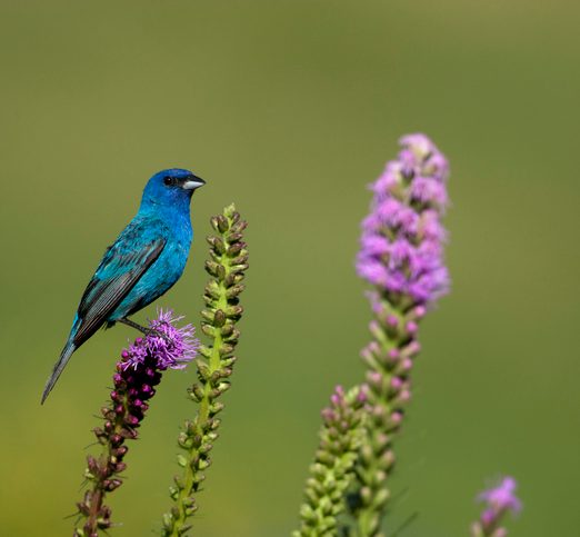 birdseed plants Indigo Bunting adult male on flowers, blazing star