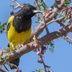 8 Yellow and Black Birds You Should Look For