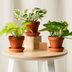 The Top 10 Dorm Room Plants for College Students