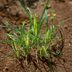 30 Common Lawn Weeds and How to ID Them (Plus Free Downloadable Chart)