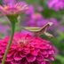 Praying Mantis: Fierce and Fascinating Garden Bugs