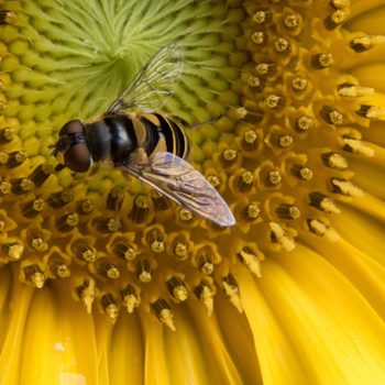 hoverfly, fly that looks like a bee