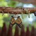 Follow the Stages of the Monarch Butterfly Life Cycle