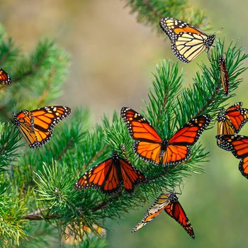 monarch butterfly migration