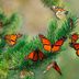 Monarch Butterfly Migration Is Simply Magical