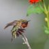 Are Hummingbirds Territorial at Feeders and Flowers?