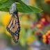 Do Monarch Butterfly Sightings Have Meaning?