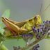 How to Control and Get Rid of Grasshoppers