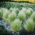 Grow Native Ornamental Grasses for Birds and Butterflies