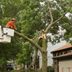 A Homeowner's Guide to Storm Damaged Trees