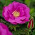 Grow an Easy-Care Rugosa Rose for Rugged Beauty