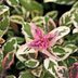 18 Fabulous Foliage Plants for Garden Pizzazz