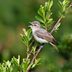 Meet the Vireo Bird Family: Sweet Summer Singers