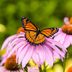 Viceroy Butterfly vs Monarch: How to Tell the Difference