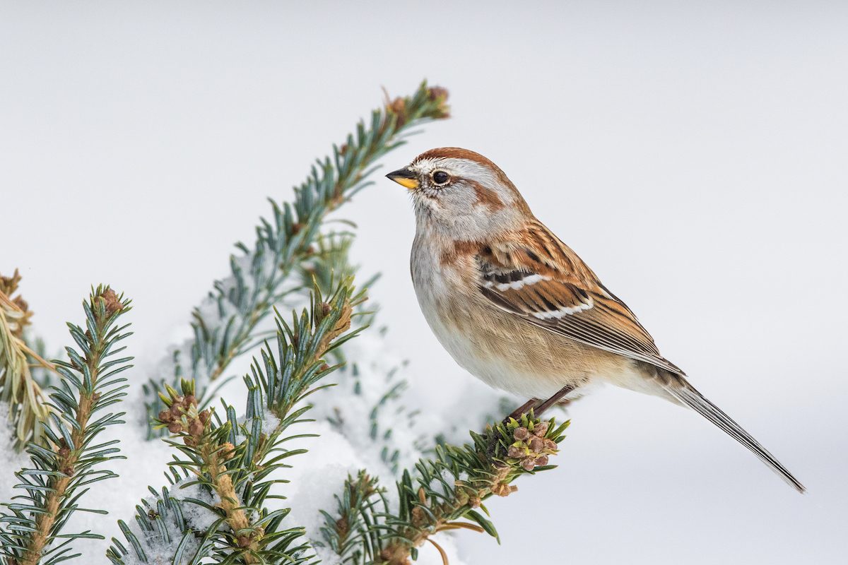 Identify and Attract an American Tree Sparrow