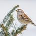 Identify and Attract an American Tree Sparrow