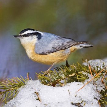 red-breasted nuthatch