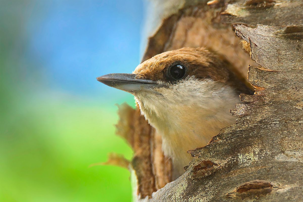 Identify and Attract a Brown-Headed Nuthatch