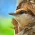 Identify and Attract a Brown-Headed Nuthatch