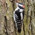 Downy Woodpecker: Meet the Downies