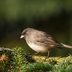 Meet the Slate Colored Junco and Other Types of Juncos