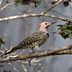 Northern Flicker: Unique, Beautiful Woodpeckers