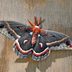 6 Fascinating Cecropia Moth Facts